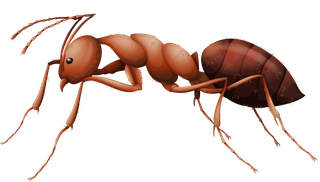 colorfulcartoon-style-insect-88273