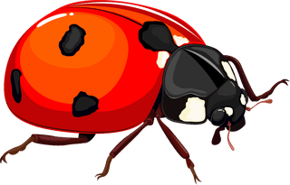 insectinsects-icons-ladybug-ant-spider-grasshopper-sketch-673127