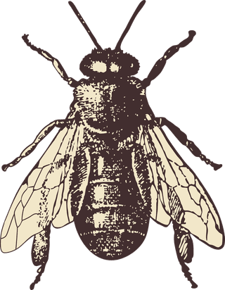 insectsdrawing-handpainted-animals-vector-789738