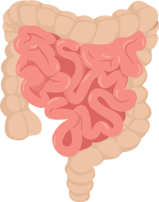 intestineviscera-medicine-elements-organs-sketch-colored-design-342285