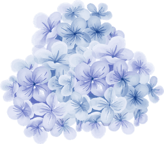 isolatedhydrangea-blue-with-rose-watercolor-illustration-461756