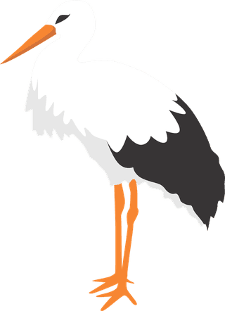 isolatedwhite-stork-in-different-poses-457946