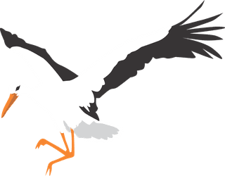 isolatedwhite-stork-in-different-poses-463211