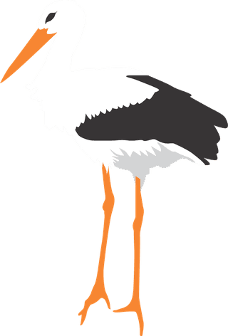 isolatedwhite-stork-in-different-poses-464912