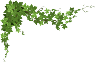 ivyclimbing-plant-composition-with-star-shaped-leaves-rows-ripe-leaves-423868