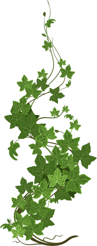 ivyclimbing-plant-composition-with-star-shaped-leaves-rows-ripe-leaves-444005