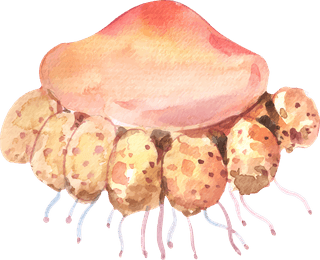 jellyfishset-isolated-watercolor-sea-animal-444478