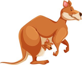 kangaroosset-wild-animals-717515
