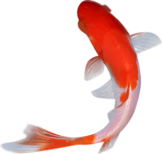 koifish-vector-on-a-white-background-suitable-for-decoration-627134