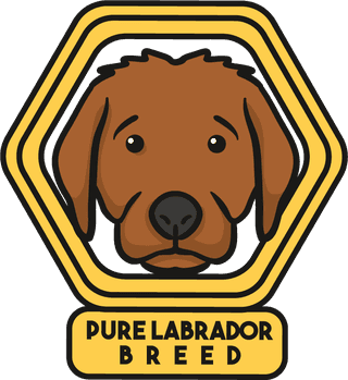 labradordog-cute-draw-beautiful-630246
