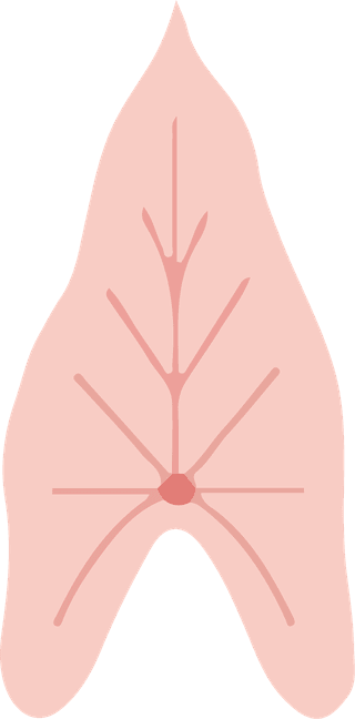 leafplants-bontanical-vector-cover-749384