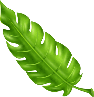 leaftropical-palm-tree-branches-354377