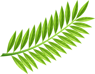 leaftropical-palm-tree-branches-618001