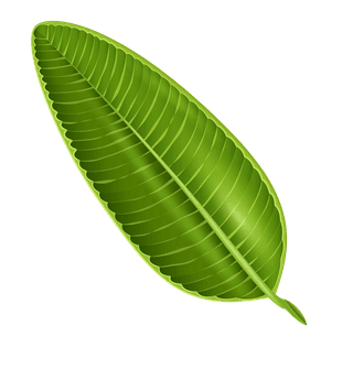 leaftropical-palm-tree-branches-595241