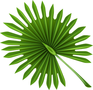 leaftropical-palm-tree-branches-936890