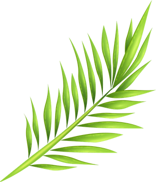 leaftropical-palm-tree-branches-968726