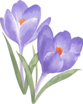 littleflower-watercolor-chrysanthemum-set-729696