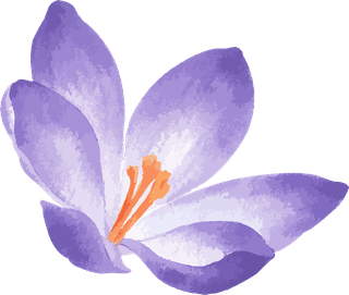 littleflower-watercolor-chrysanthemum-set-809590