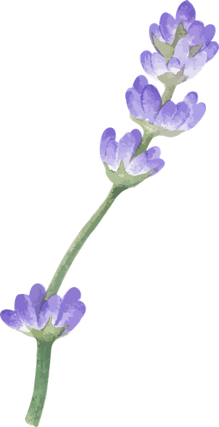 littleflower-watercolor-chrysanthemum-set-672113