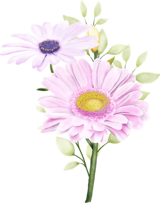 littleflower-watercolor-chrysanthemum-set-331628