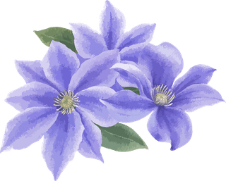 littleflower-watercolor-chrysanthemum-set-746476