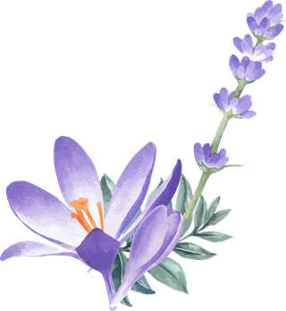 littleflower-watercolor-chrysanthemum-set-458284