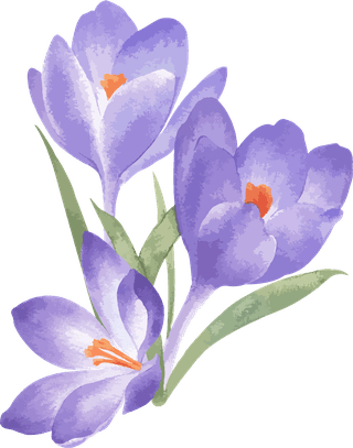 littleflower-watercolor-chrysanthemum-set-405148