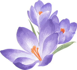 littleflower-watercolor-chrysanthemum-set-638766