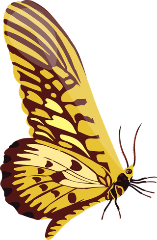 maneinsects-background-bugs-butterfly-fly-icons-d-decor-627765