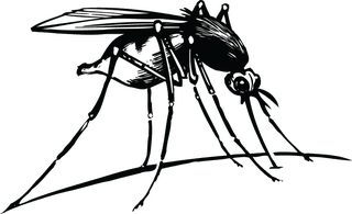 mosquitoa-monochrome-insect-vector-798845