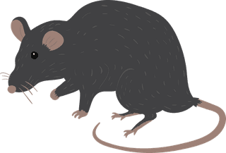 mousecollection-different-mice-breeds-142436