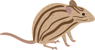 mousecollection-different-mice-breeds-484450