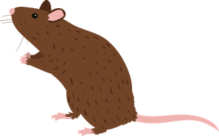 mousecollection-different-mice-breeds-844832