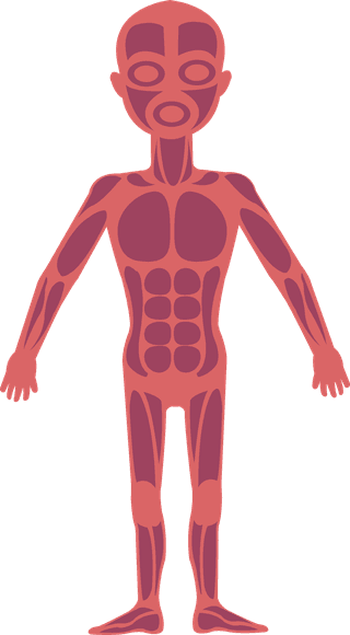 muscularsystem-biology-background-human-physics-organs-icons-621653