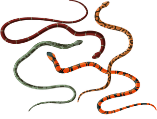 naturaldisasters-life-threatening-situation-colorful-icons-collection-with-tornado-forest-fire-flooding-poisonous-snakes-930420