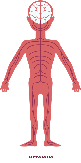 nervoussystem-biology-background-human-physics-organs-icons-251911