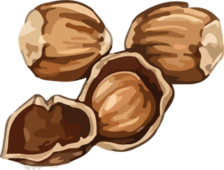 nutshands-food-vector-686350
