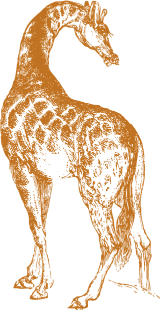 oldstyle-drawing-giraffes-376125