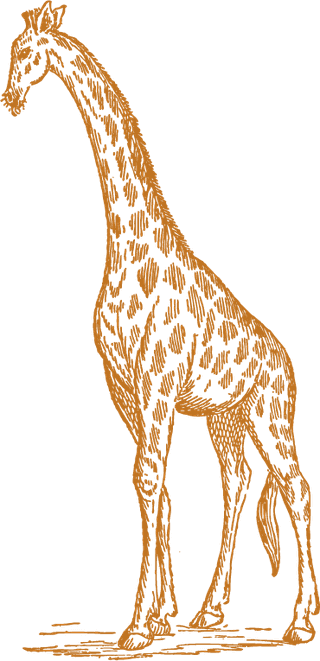 oldstyle-drawing-giraffes-871925