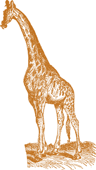 oldstyle-drawing-giraffes-836508