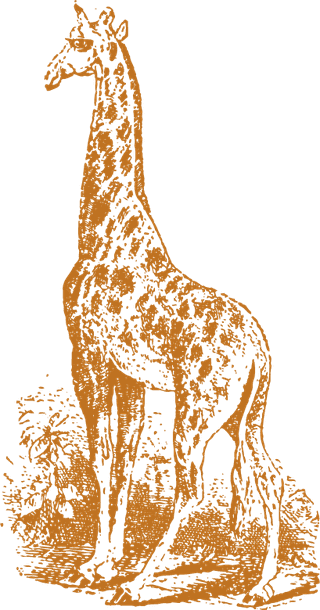 oldstyle-drawing-giraffes-385346