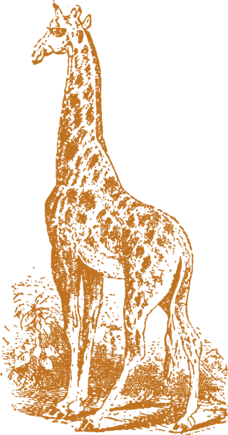 oldstyle-drawing-giraffes-385346