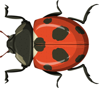 orangebeetle-set-of-different-insects-on-black-background-illustration-210086