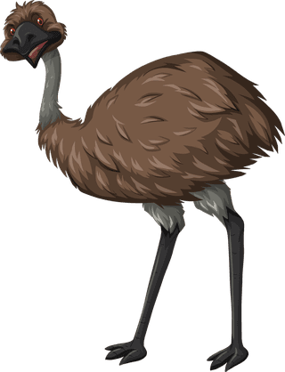 ostrichdifferent-types-of-wild-animals-in-australia-illustration-572469