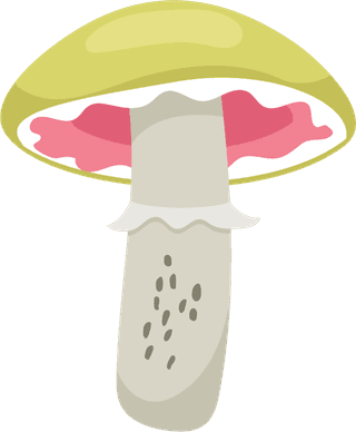 painteddifferent-mushrooms-edible-inedible-vector-illustration-249072