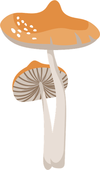 painteddifferent-mushrooms-edible-inedible-vector-illustration-728740