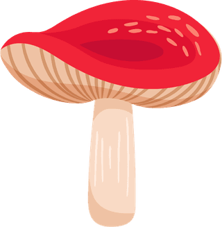 painteddifferent-mushrooms-edible-inedible-vector-illustration-576472