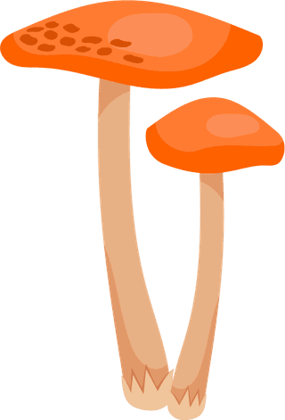 painteddifferent-mushrooms-edible-inedible-vector-illustration-980674
