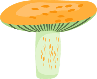 painteddifferent-mushrooms-edible-inedible-vector-illustration-401868