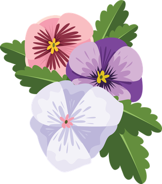 illustrationof-colorful-pansy-flowers-bouquet-166174